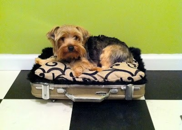 Illustration de l'article : 36 id&eacute;es incroyables de Lits pour animaux! Entre recyclage et d&eacute;tournements d'objets!