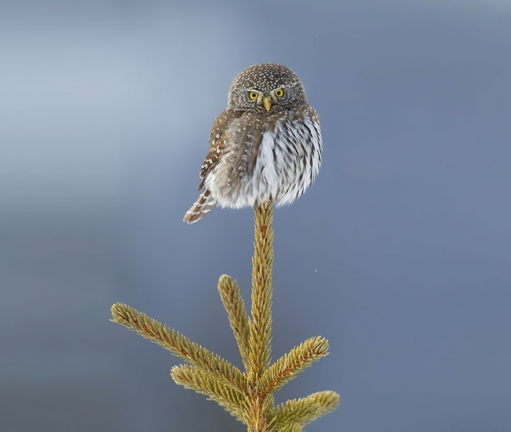 Illustration de l'article : 18 magnifiques photos de hiboux et de chouettes