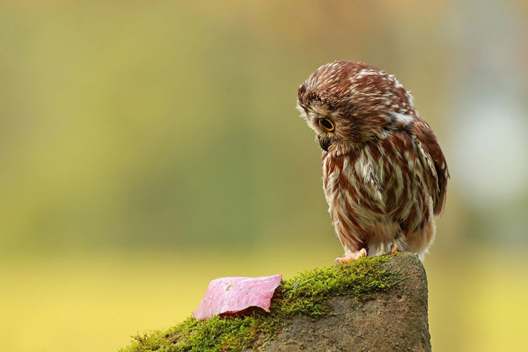 Illustration de l'article : 18 magnifiques photos de hiboux et de chouettes