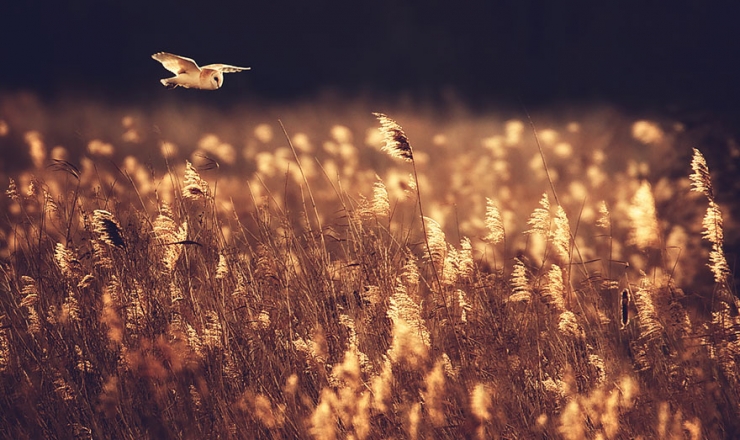 Illustration de l'article : 18 magnifiques photos de hiboux et de chouettes