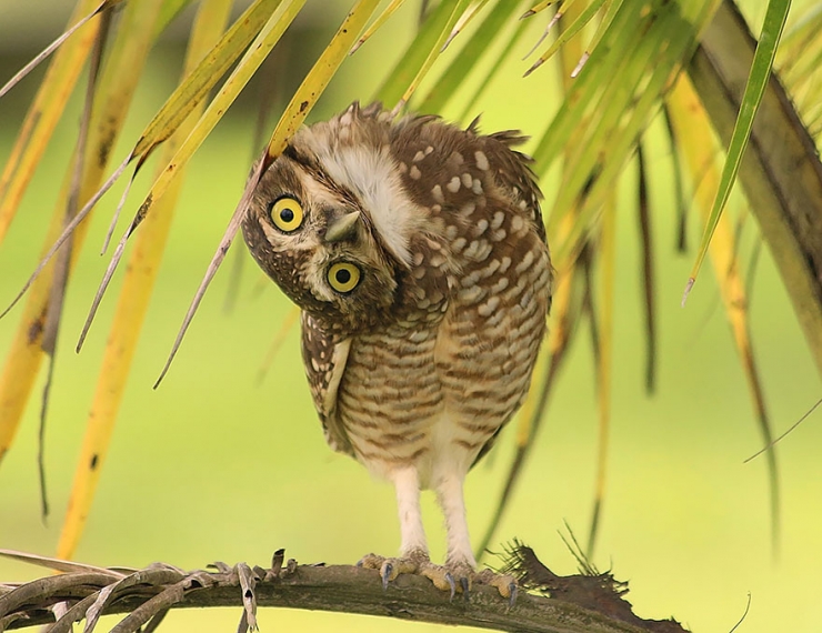 Illustration de l'article : 18 magnifiques photos de hiboux et de chouettes