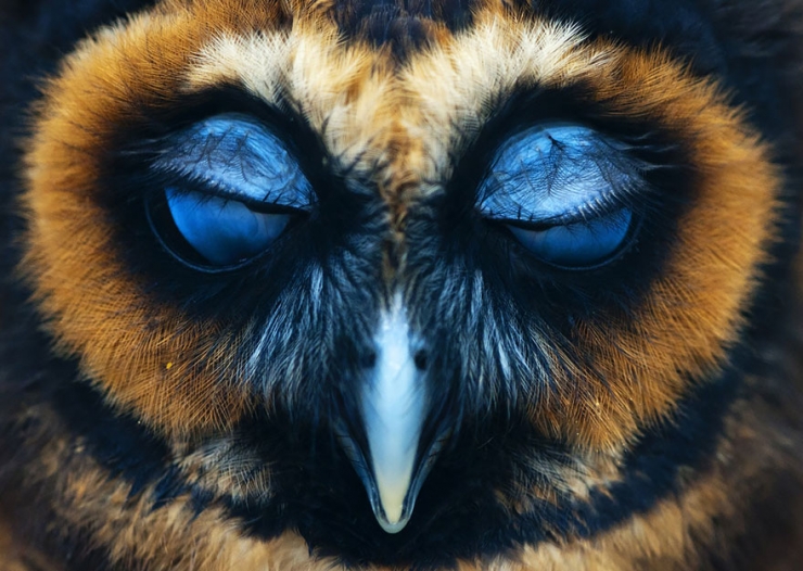 Illustration de l'article : 18 magnifiques photos de hiboux et de chouettes