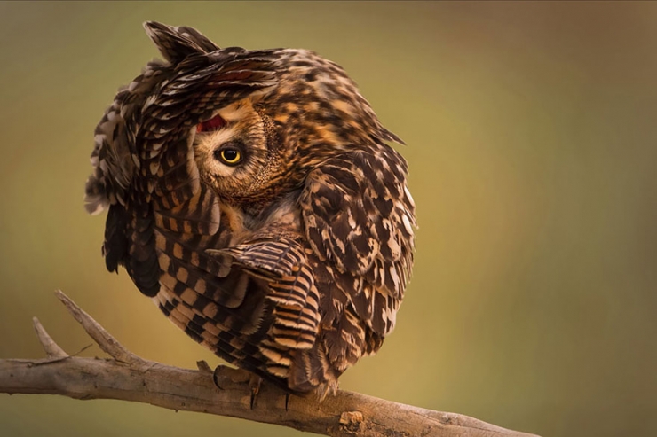 Illustration de l'article : 18 magnifiques photos de hiboux et de chouettes