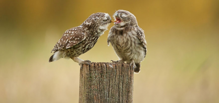 Illustration de l'article : 18 magnifiques photos de hiboux et de chouettes