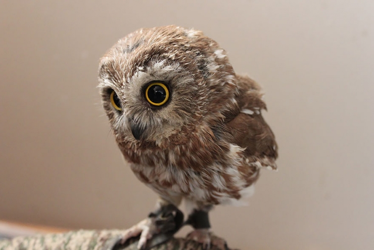 Illustration de l'article : 18 magnifiques photos de hiboux et de chouettes