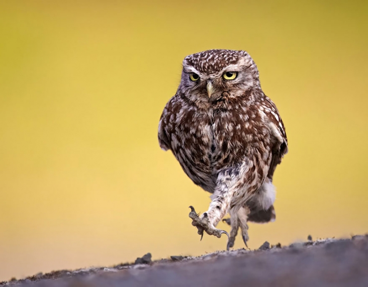 Illustration de l'article : 18 magnifiques photos de hiboux et de chouettes