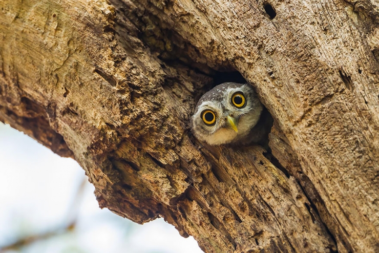 Illustration de l'article : 18 magnifiques photos de hiboux et de chouettes