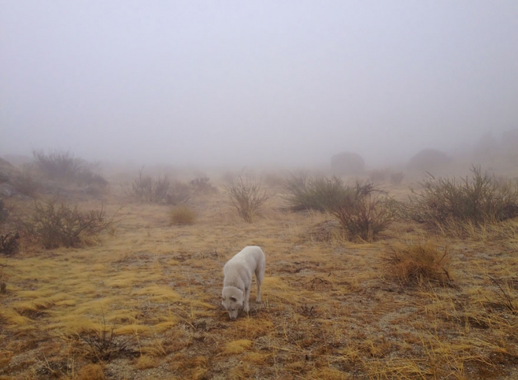 Illustration de l'article : John Storz photographie son chien dans les plus beaux coins des &Eacute;tats-Unis! Impressionnant!