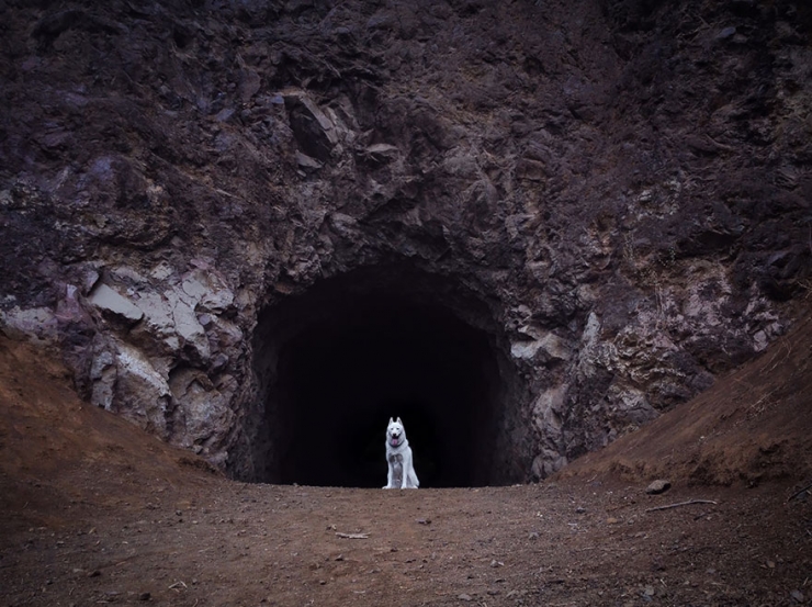 Illustration de l'article : John Storz photographie son chien dans les plus beaux coins des &Eacute;tats-Unis! Impressionnant!