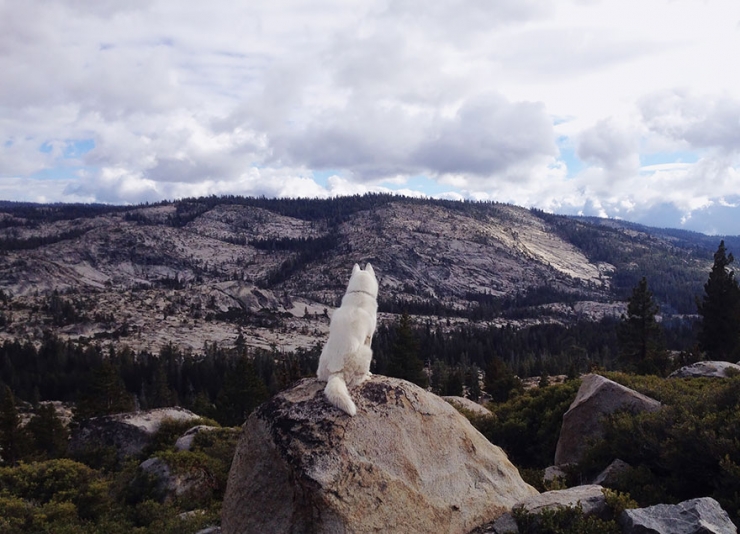 Illustration de l'article : John Storz photographie son chien dans les plus beaux coins des &Eacute;tats-Unis! Impressionnant!