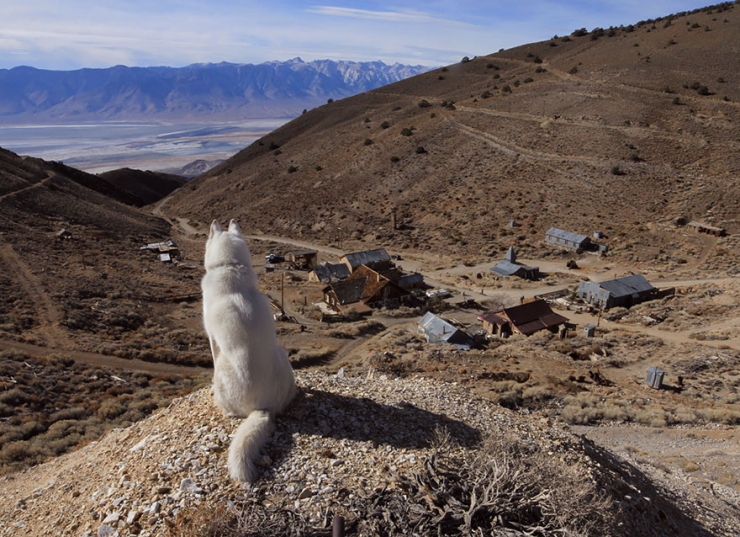 Illustration de l'article : John Storz photographie son chien dans les plus beaux coins des &Eacute;tats-Unis! Impressionnant!