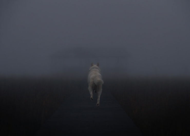 Illustration de l'article : John Storz photographie son chien dans les plus beaux coins des &Eacute;tats-Unis! Impressionnant!