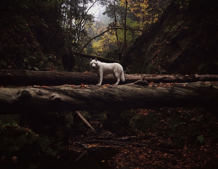 Illustration de l'article : John Storz photographie son chien dans les plus beaux coins des &Eacute;tats-Unis! Impressionnant!
