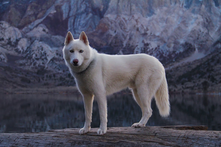 Illustration de l'article : John Storz photographie son chien dans les plus beaux coins des &Eacute;tats-Unis! Impressionnant!