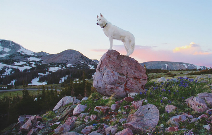 Illustration de l'article : John Storz photographie son chien dans les plus beaux coins des &Eacute;tats-Unis! Impressionnant!