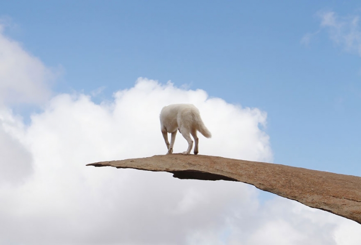 Illustration de l'article : John Storz photographie son chien dans les plus beaux coins des &Eacute;tats-Unis! Impressionnant!