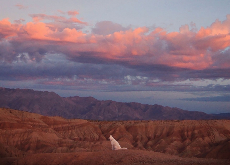 Illustration de l'article : John Storz photographie son chien dans les plus beaux coins des &Eacute;tats-Unis! Impressionnant!