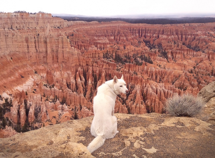 Illustration de l'article : John Storz photographie son chien dans les plus beaux coins des &Eacute;tats-Unis! Impressionnant!