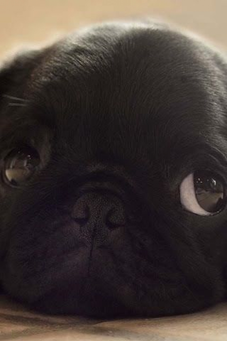 Illustration de l'article : Le pug dans tous ses &eacute;tats : d&eacute;couvrez ces 28 adorables images de carlins