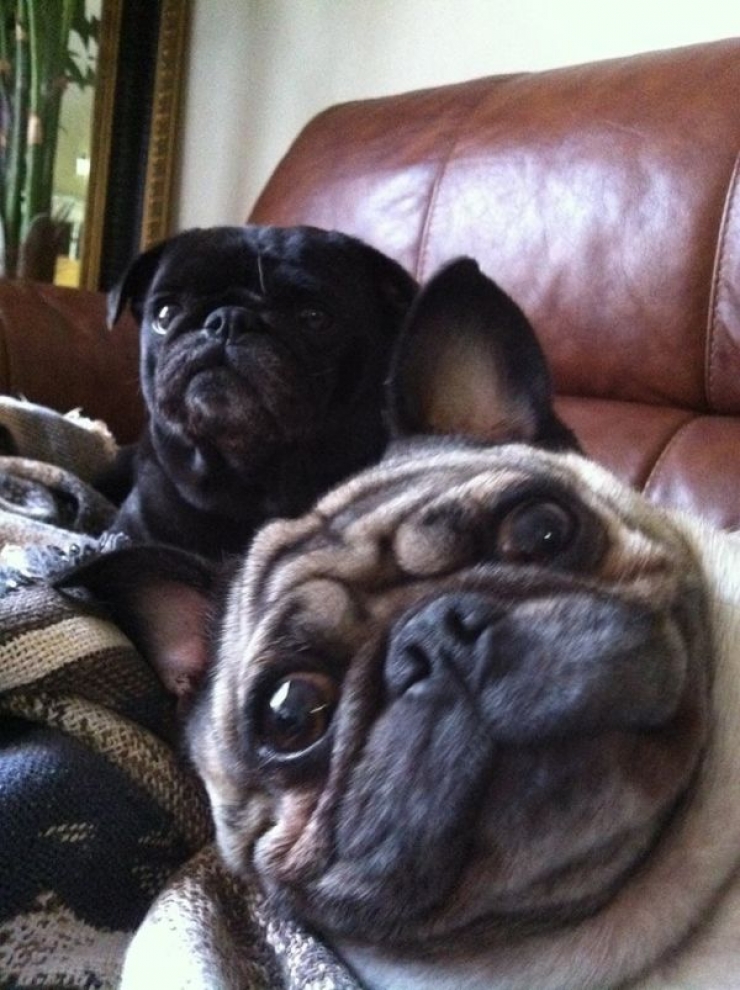 Illustration de l'article : Le pug dans tous ses &eacute;tats : d&eacute;couvrez ces 28 adorables images de carlins