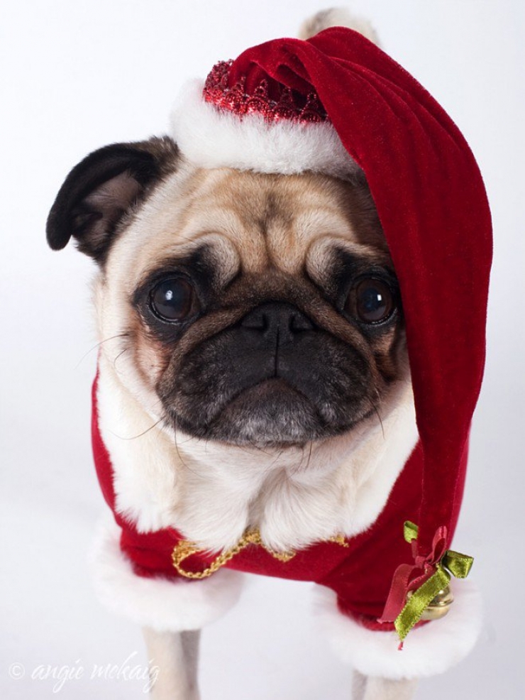 Illustration de l'article : Le pug dans tous ses &eacute;tats : d&eacute;couvrez ces 28 adorables images de carlins