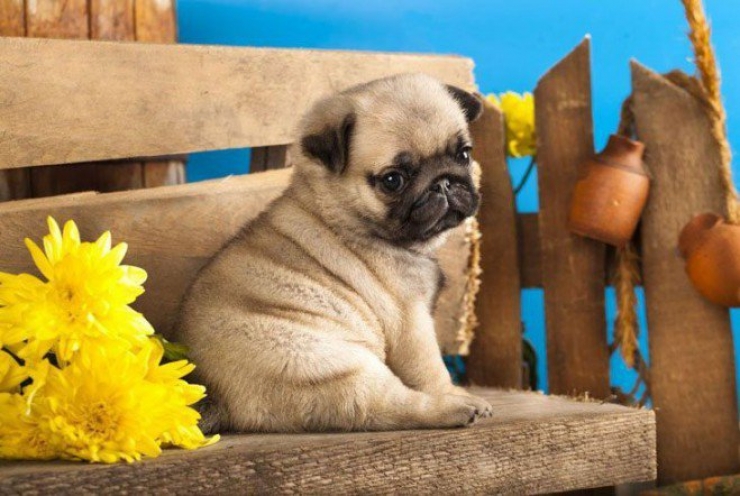 Illustration de l'article : Le pug dans tous ses &eacute;tats : d&eacute;couvrez ces 28 adorables images de carlins