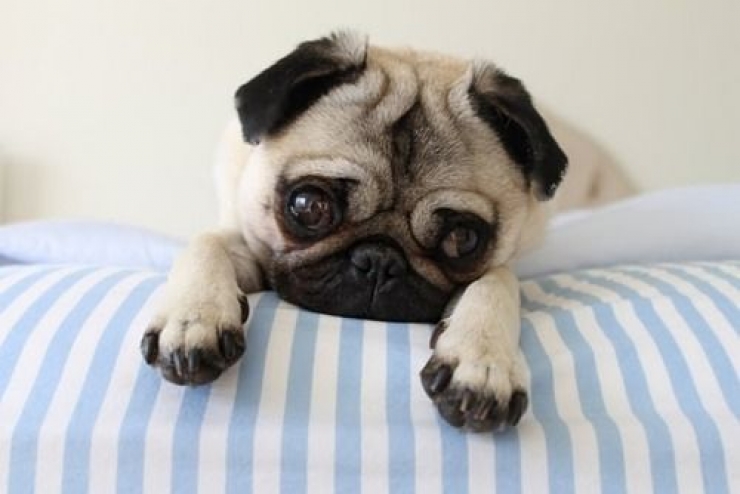 Illustration de l'article : Le pug dans tous ses &eacute;tats : d&eacute;couvrez ces 28 adorables images de carlins