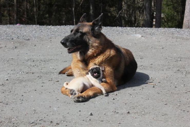 Illustration de l'article : Le pug dans tous ses &eacute;tats : d&eacute;couvrez ces 28 adorables images de carlins