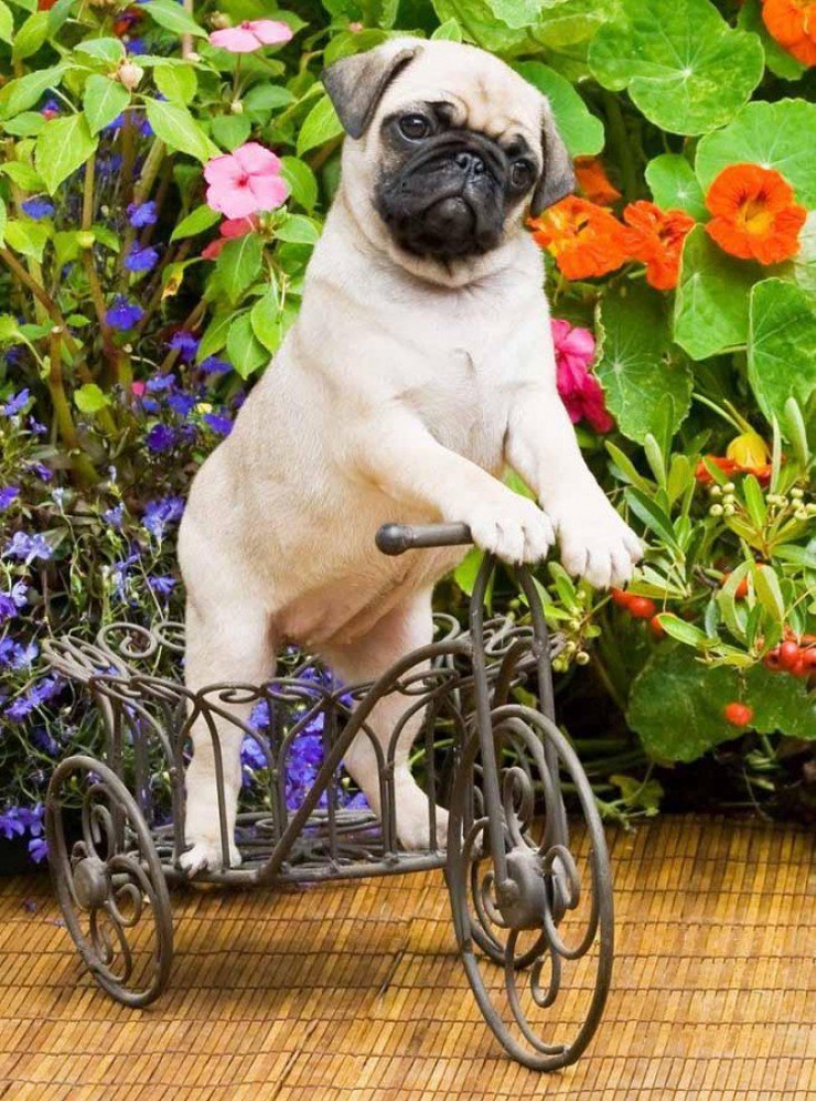 Illustration de l'article : Le pug dans tous ses &eacute;tats : d&eacute;couvrez ces 28 adorables images de carlins