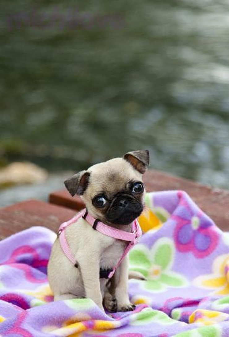 Illustration de l'article : Le pug dans tous ses &eacute;tats : d&eacute;couvrez ces 28 adorables images de carlins