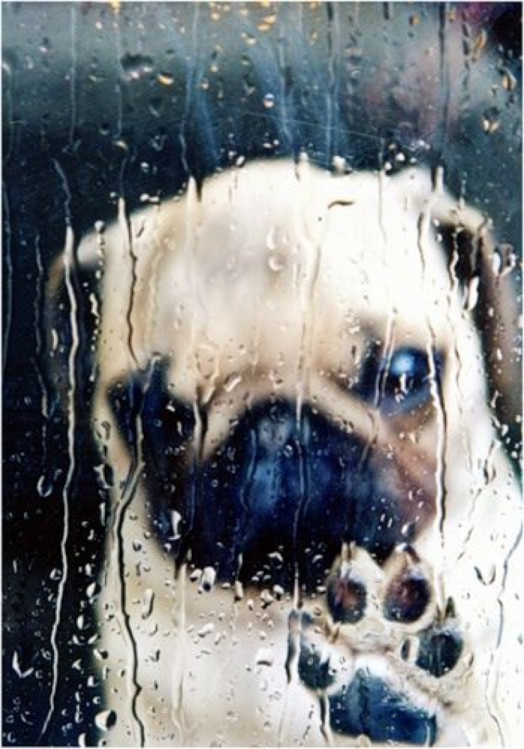 Illustration de l'article : Le pug dans tous ses &eacute;tats : d&eacute;couvrez ces 28 adorables images de carlins