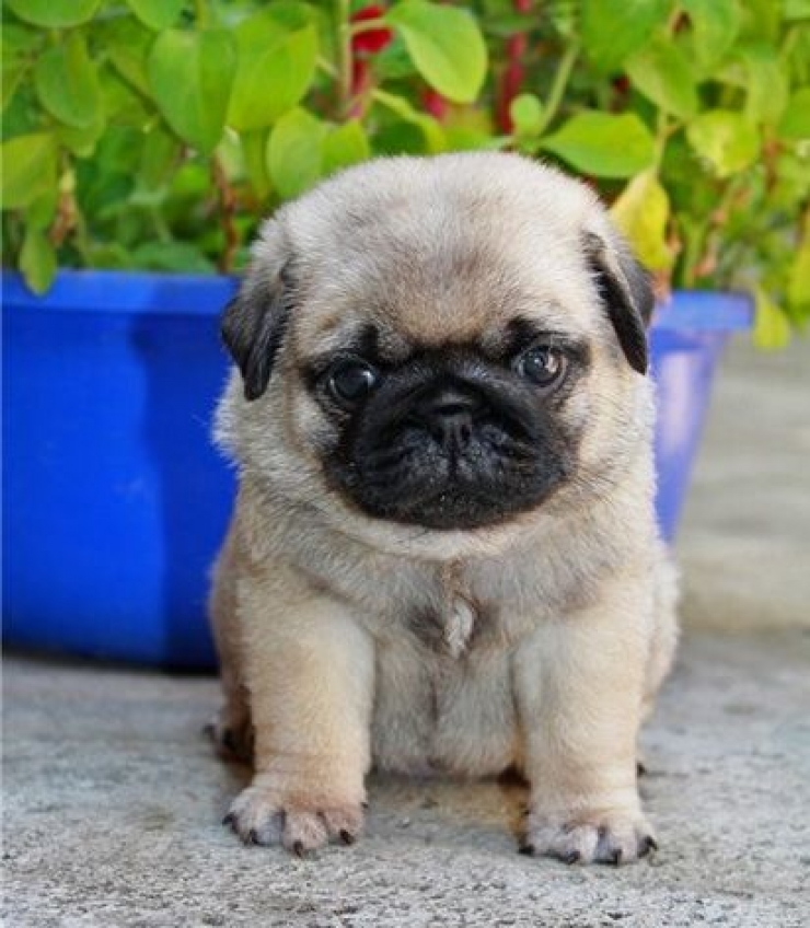 Illustration de l'article : Le pug dans tous ses &eacute;tats : d&eacute;couvrez ces 28 adorables images de carlins