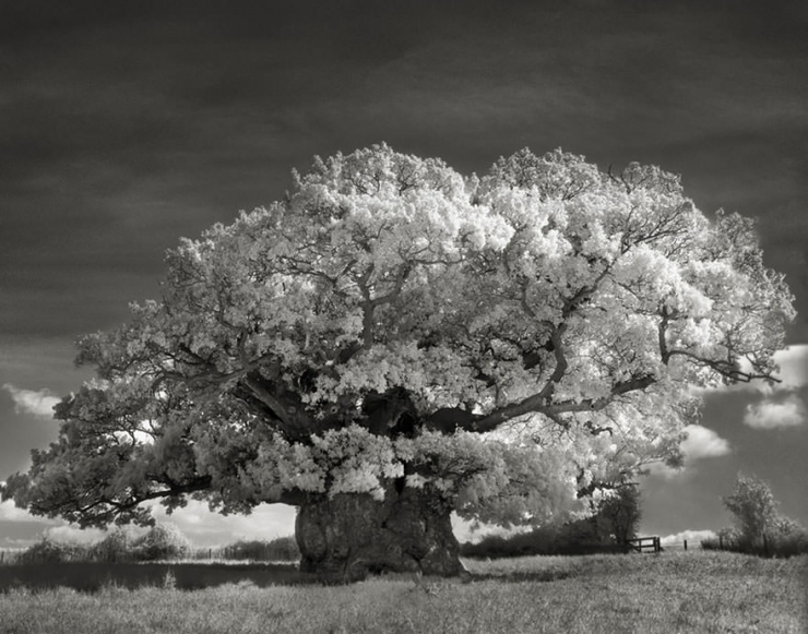 Illustration de l'article : Elle a pass&eacute; 14 ans &agrave; photographier les arbres les plus vieux du monde, le r&eacute;sultat est majestueux!