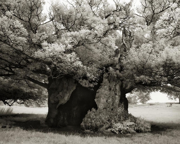 Illustration de l'article : Elle a pass&eacute; 14 ans &agrave; photographier les arbres les plus vieux du monde, le r&eacute;sultat est majestueux!