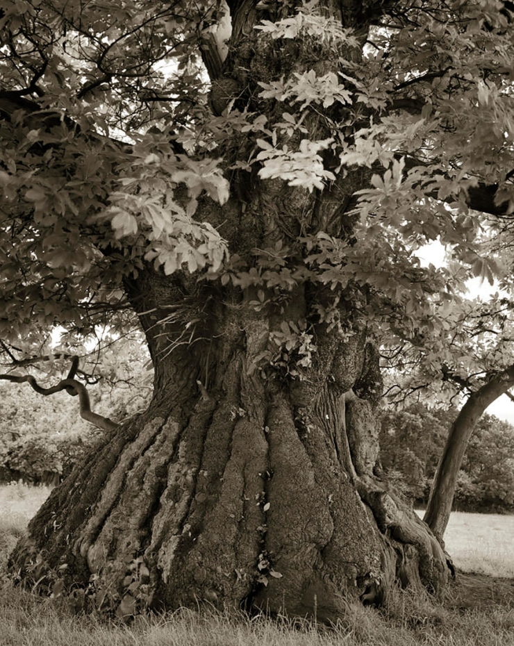 Illustration de l'article : Elle a pass&eacute; 14 ans &agrave; photographier les arbres les plus vieux du monde, le r&eacute;sultat est majestueux!