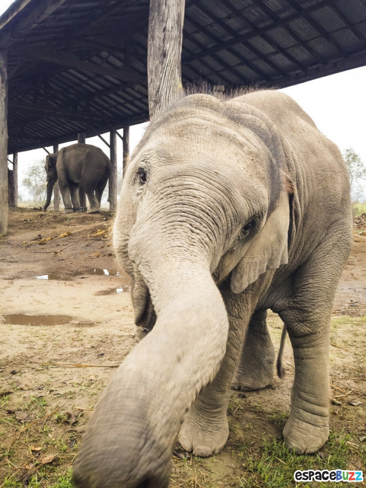 Illustration de l'article : Découvrez la beauté des éléphants à travers 10 photos magnifiques!