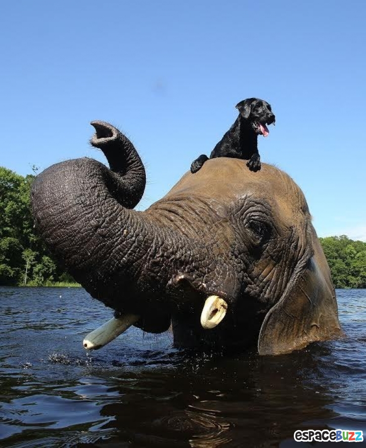 Illustration de l'article : Découvrez la beauté des éléphants à travers 10 photos magnifiques!
