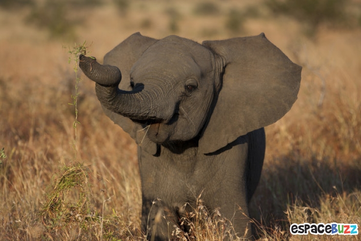 Illustration de l'article : Découvrez la beauté des éléphants à travers 10 photos magnifiques!