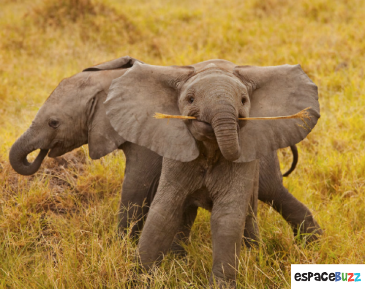 Illustration de l'article : Découvrez la beauté des éléphants à travers 10 photos magnifiques!