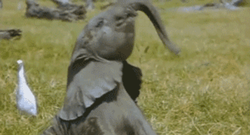 Illustration de l'article : Découvrez la beauté des éléphants à travers 10 photos magnifiques!