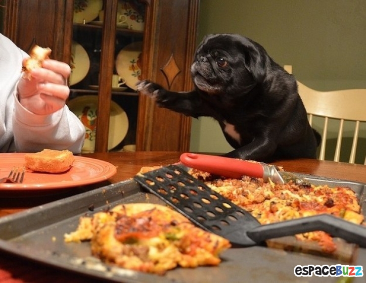 Illustration de l'article : Top 8 des pires journées qu’un chien peut vivre.