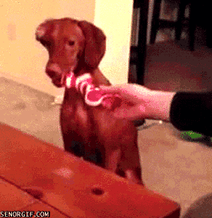 Illustration de l'article : Top 8 des pires journées qu’un chien peut vivre.