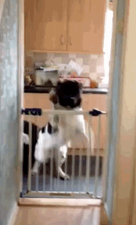 Illustration de l'article : Top 8 des pires journées qu’un chien peut vivre.