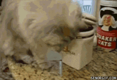 Illustration de l'article : L'union fait la force ! Voici 12 preuves en images