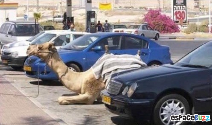 Illustration de l'article : 12 rencontres étranges que vous pouvez faire à Dubaï