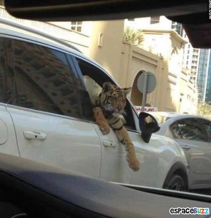 Illustration de l'article : 12 rencontres étranges que vous pouvez faire à Dubaï