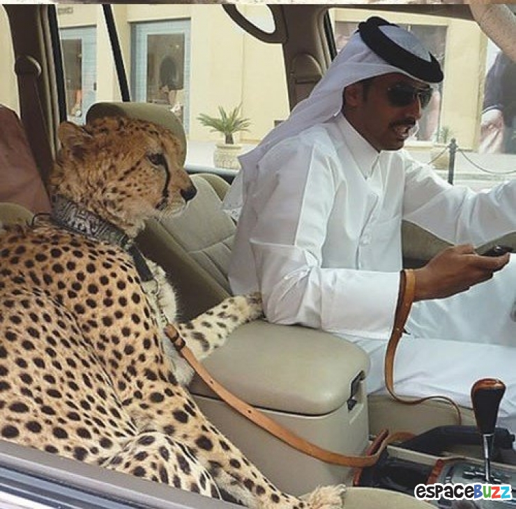 Illustration de l'article : 12 rencontres étranges que vous pouvez faire à Dubaï