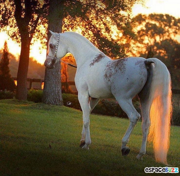 Illustration de l'article : Trouvez l'erreur: Le cheval!