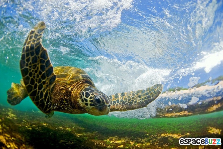 Illustration de l'article : Les 10 plus belles photos prises sous les vagues par Clark Little