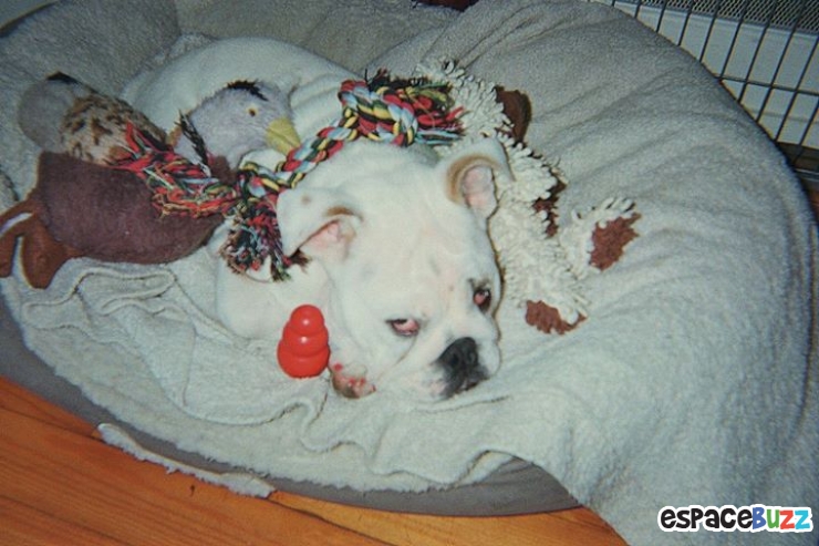 Illustration de l'article : Top 12 des animaux qui ont finalement décidé de tout lâcher pour une bonne sieste!